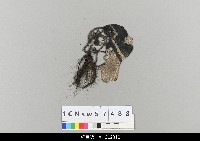 藏品(中國湖北皮影戲偶頭-淨)的圖片